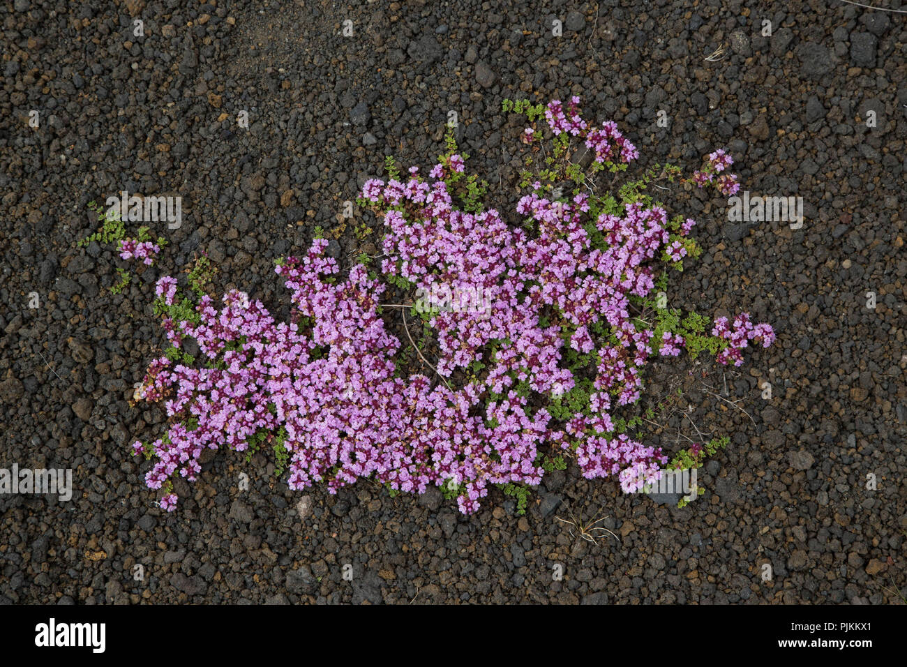 L'Islanda, Arctic Timo, Thymus praecox ssp. arcticus, Foto Stock