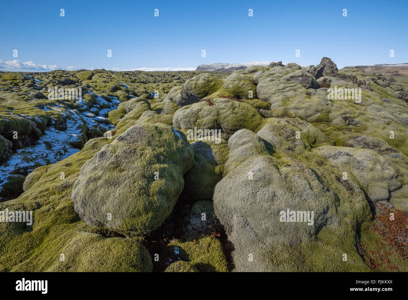 L'Islanda, la costa sud,moss coperte di rocce laviche, nevicato, cielo blu, montagne sullo sfondo, Foto Stock