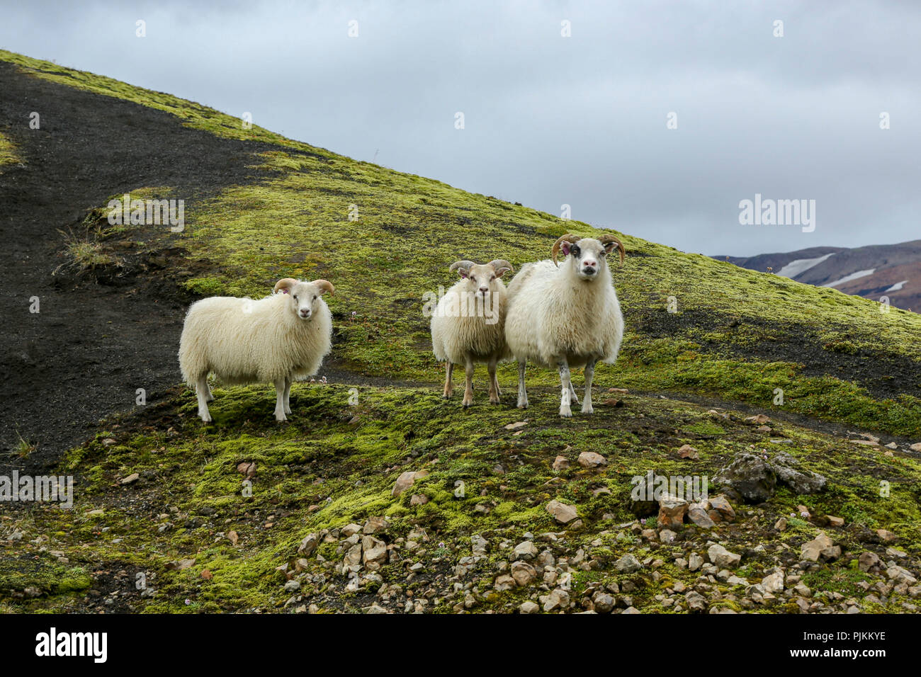 L'Islanda, tre pecore cercando curiosamente nella fotocamera, madre con due grandi agnelli, sabbia lavica e moss Foto Stock