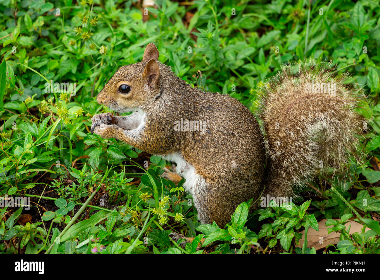 Grigio orientale scoiattolo (Sciurus carolinensis) mangiando un insetto - Topeekeegee Yugnee (TY) Park, Hollywood, Florida, Stati Uniti d'America Foto Stock