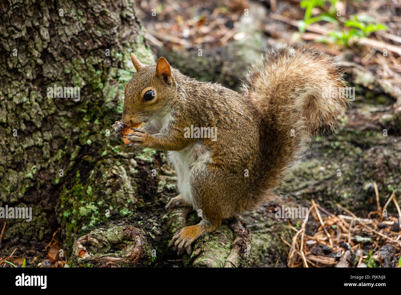 Grigio orientale scoiattolo (Sciurus carolinensis) mangiare un fungo - Topeekeegee Yugnee (TY) Park, Hollywood, Florida, Stati Uniti d'America Foto Stock