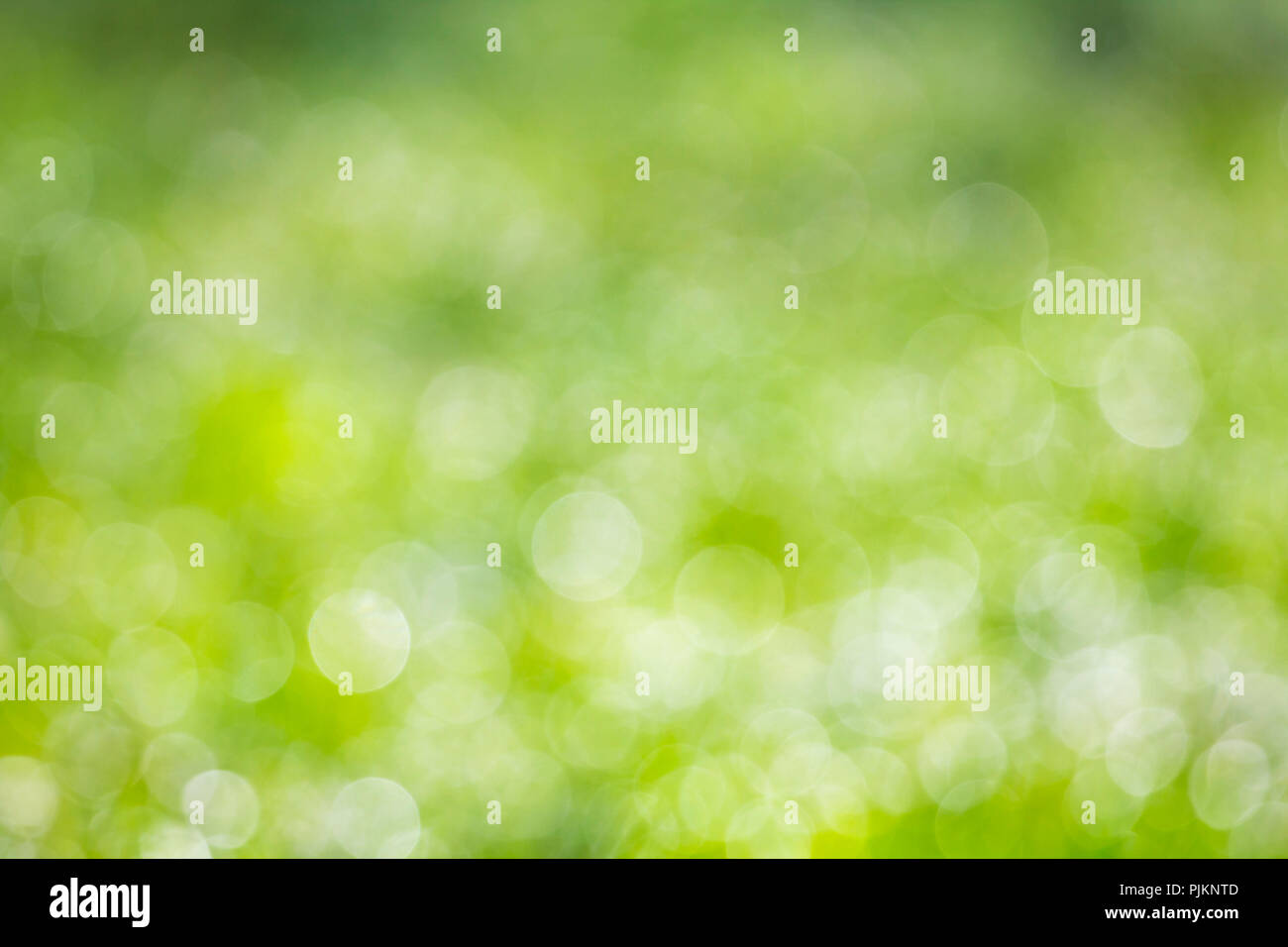 Sfocato sfondo verde - prato in colori estivi in soft bokeh di fondo Foto Stock