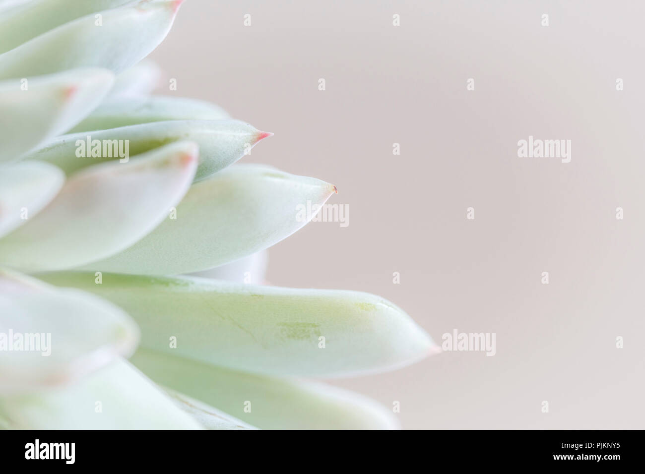 Foglie di piante succulente in colori pastello, close-up Foto Stock
