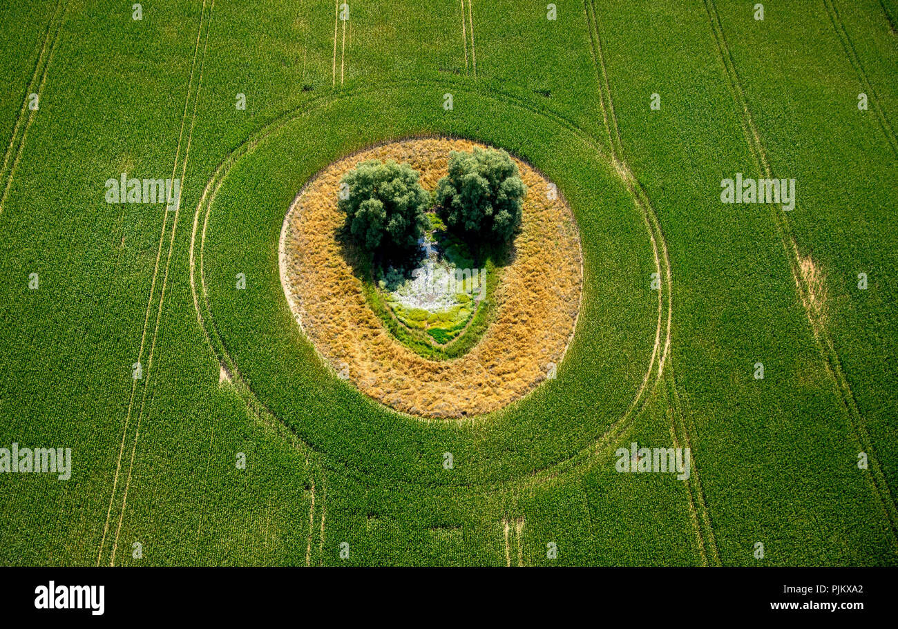 Campo verde con tree isola a forma di una faccina sorridente, Duckow, Meclemburgo Lake District, Mecklenburg Svizzera, Meclenburgo-Pomerania Occidentale, Germania Foto Stock