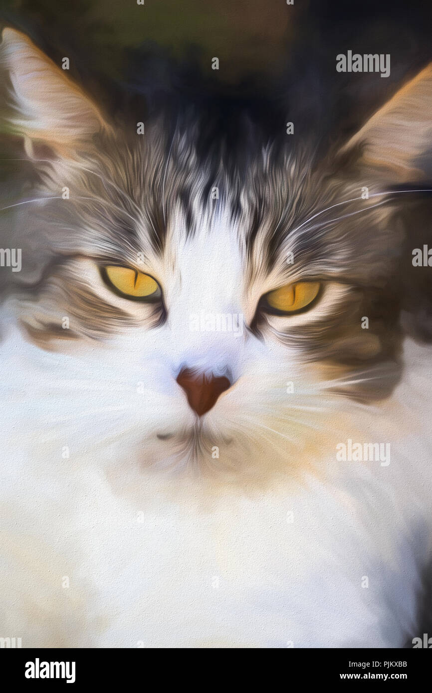 Il gatto domestico - Felis silvestris catus o felis catus Foto Stock