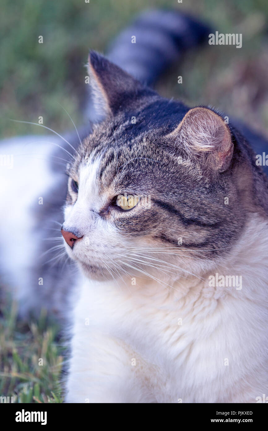 Il gatto domestico - Felis silvestris catus o felis catus Foto Stock