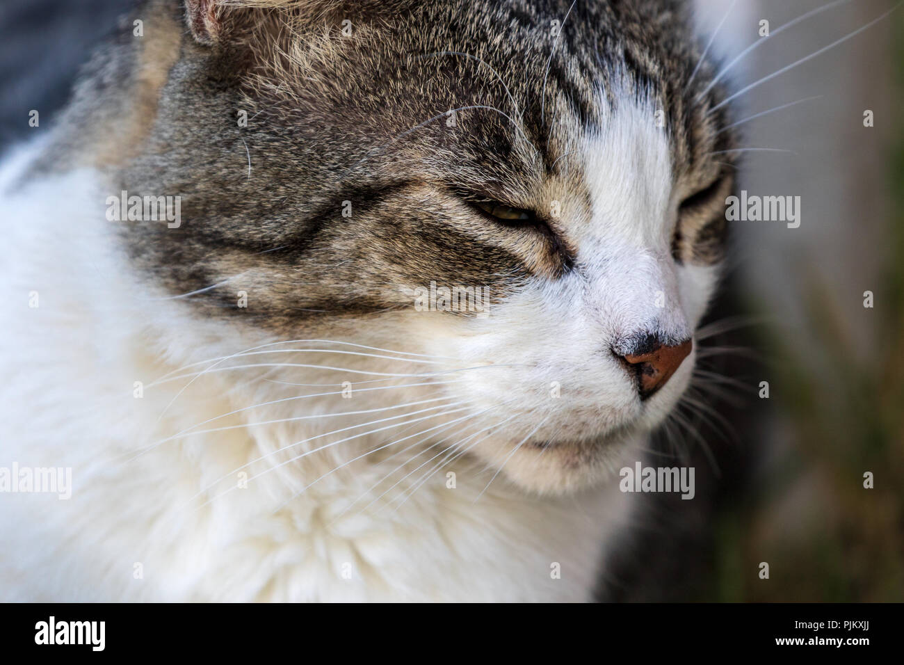 Il gatto domestico - Felis silvestris catus o felis catus Foto Stock