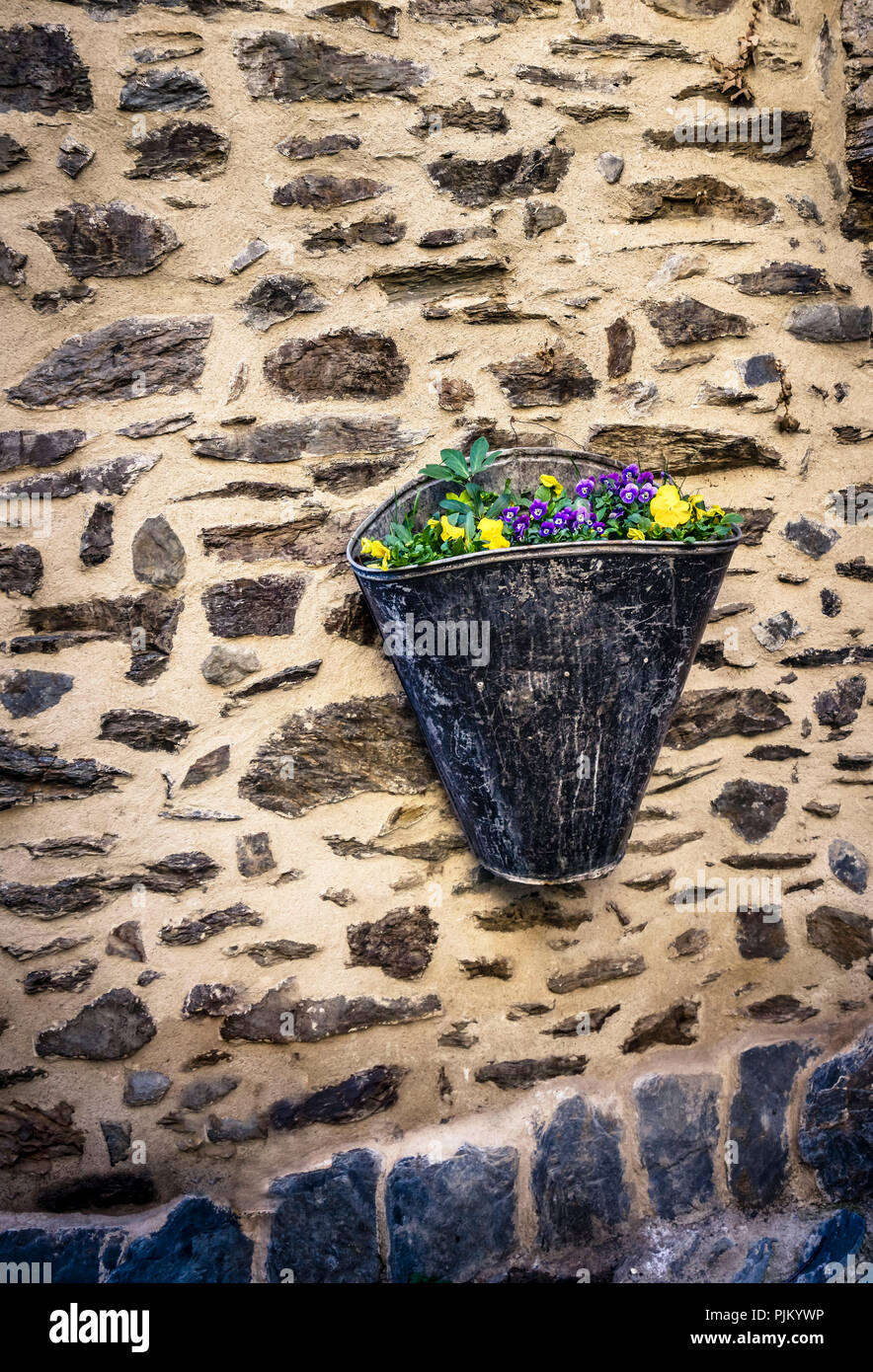 Vaso di fiori sul muro di pietra, vecchio enologo Kiepe in primavera con fiori in Evol, Foto Stock