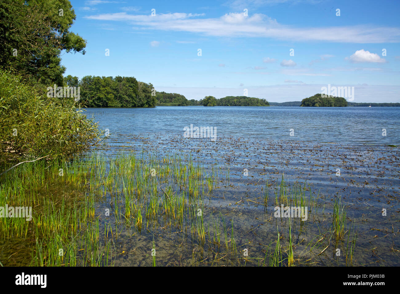 I giunchi sulle rive del lago di Plön nella riserva naturale Störland in Holstein. Foto Stock