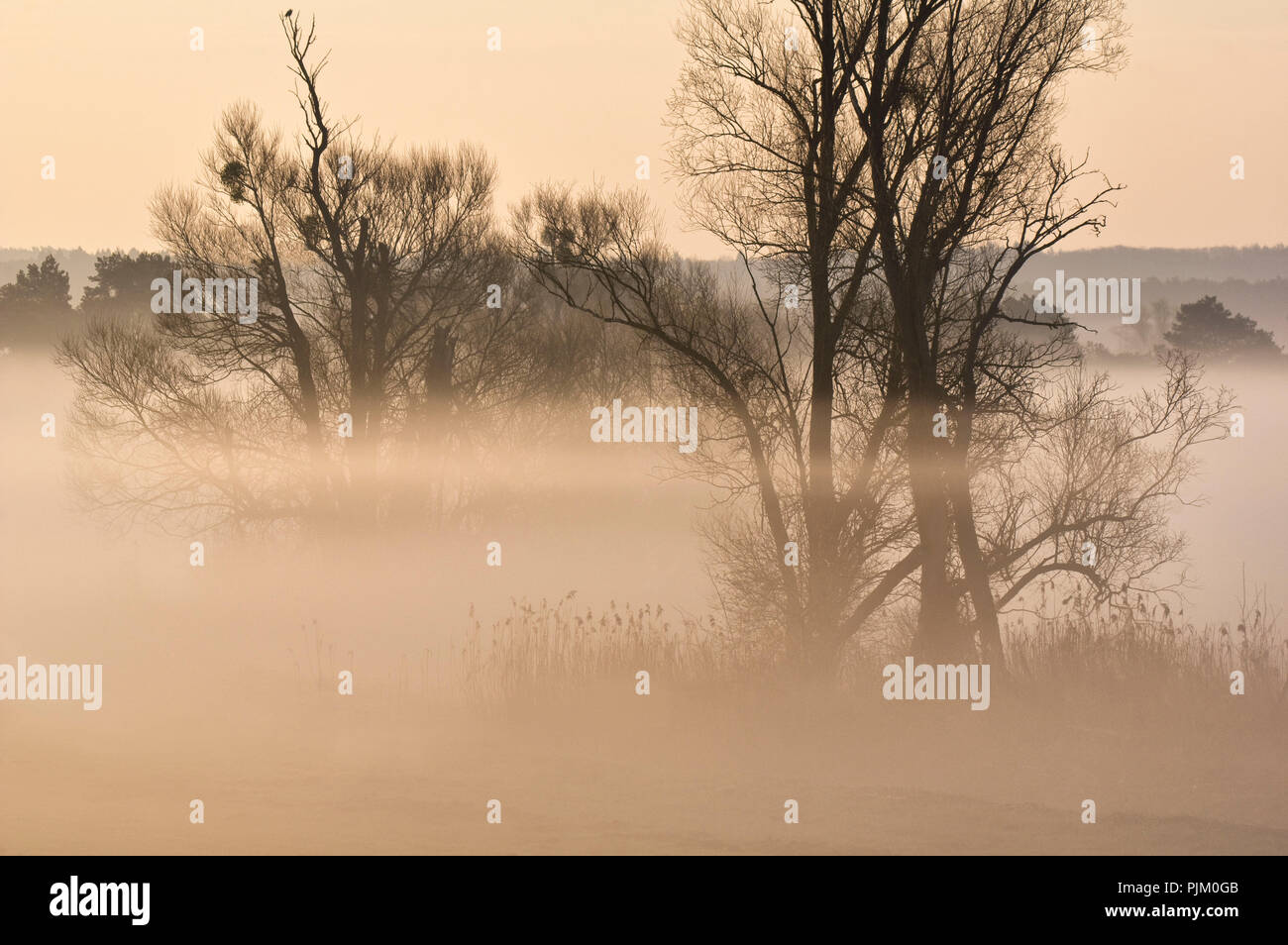 La Germania, il Land Brandeburgo, Uckermark, Criewen, inferiore Oder Valley National Park, atmosfera mattutina con la nebbia in boschi rivieraschi vicino Criewen Foto Stock