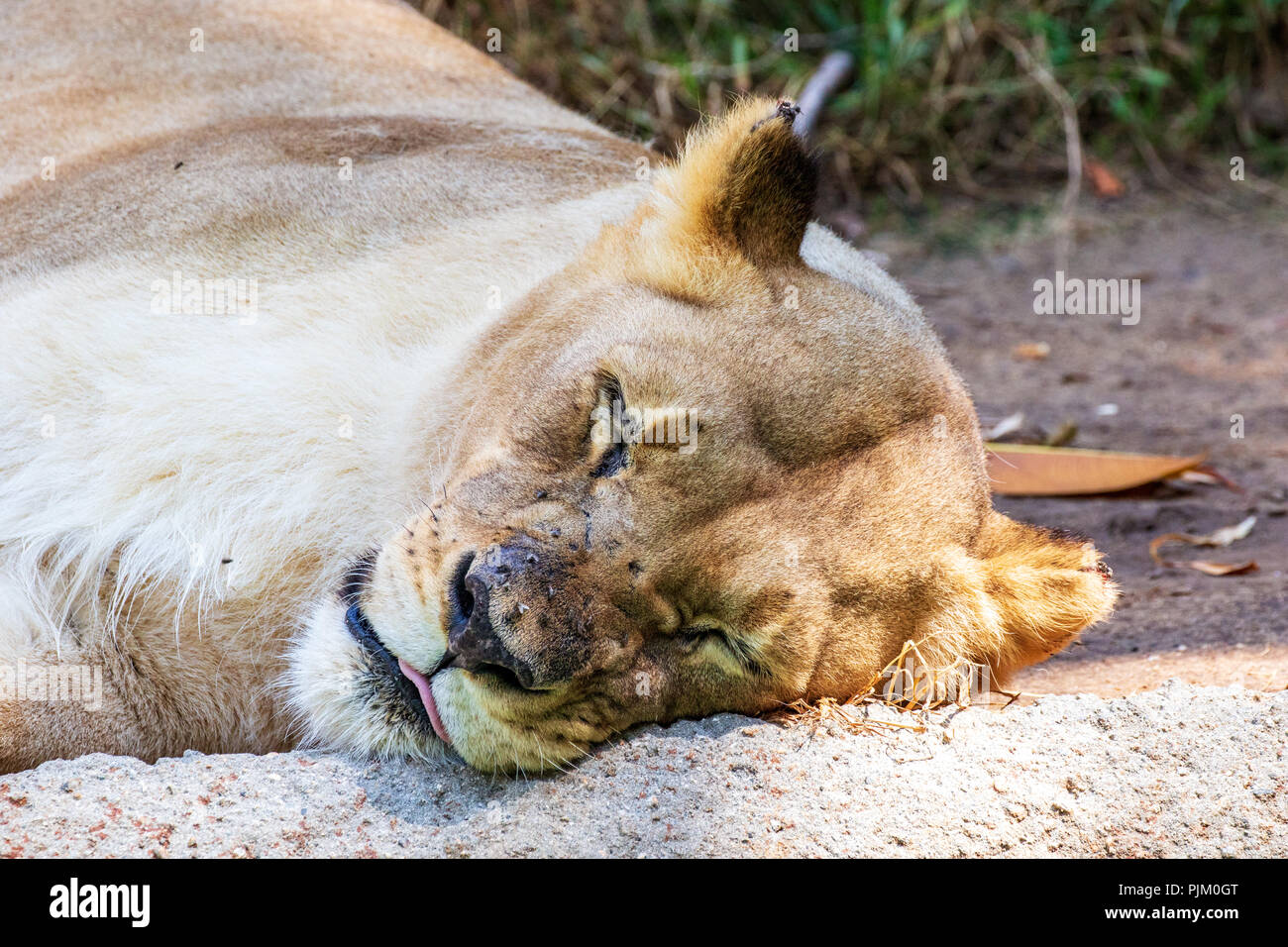 Leone africano - Panthera leo - Femmina Captive lo Zoo di Los Angeles Kalisa 12/26/1998 presso lo zoo di Oklahoma City, Stati Uniti d'America Foto Stock