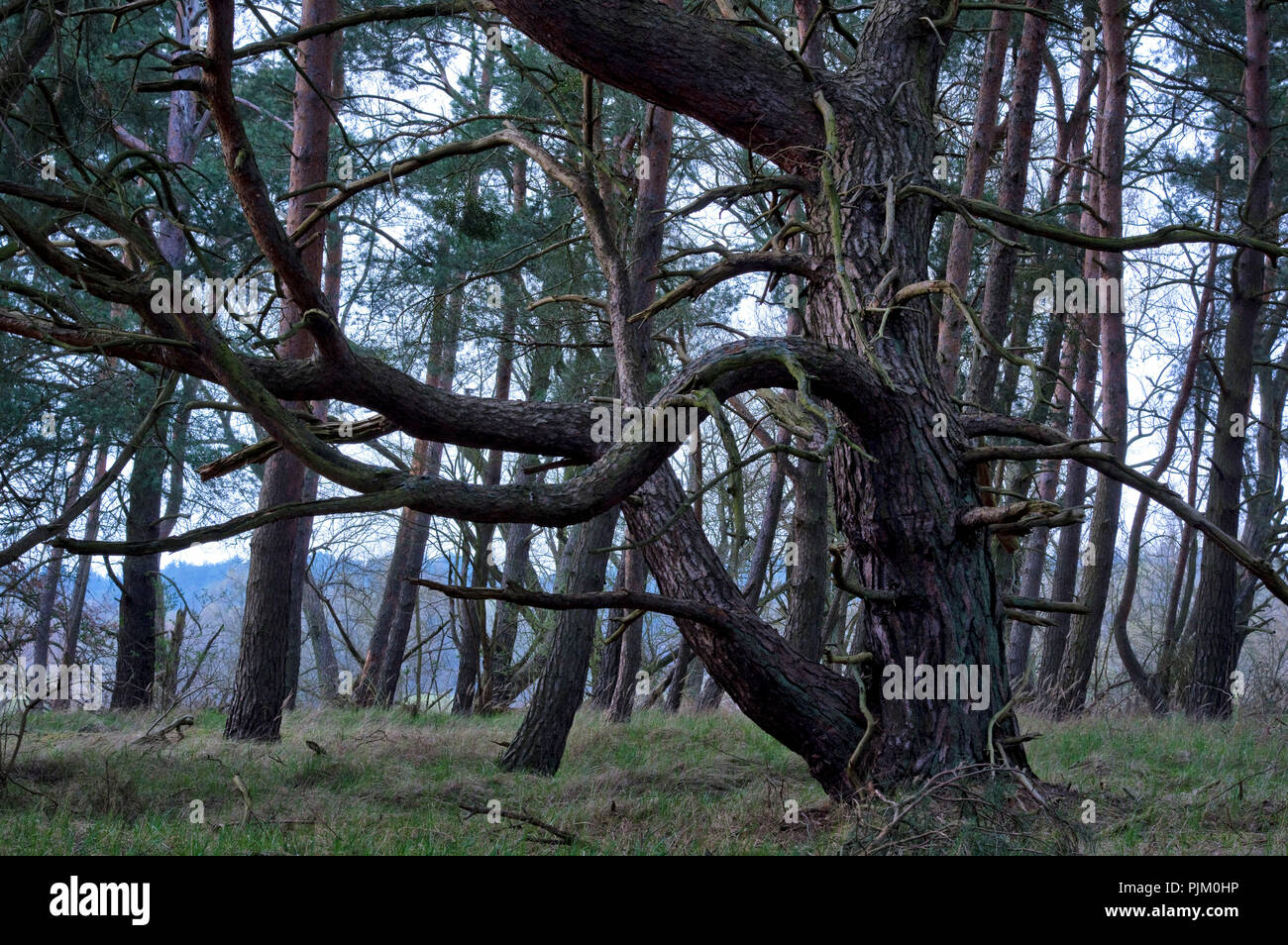 La Germania, il Land Brandeburgo, Uckermark, Criewen, inferiore Oder Valley National Park, vecchi pini nei boschi rivieraschi vicino Criewen Foto Stock