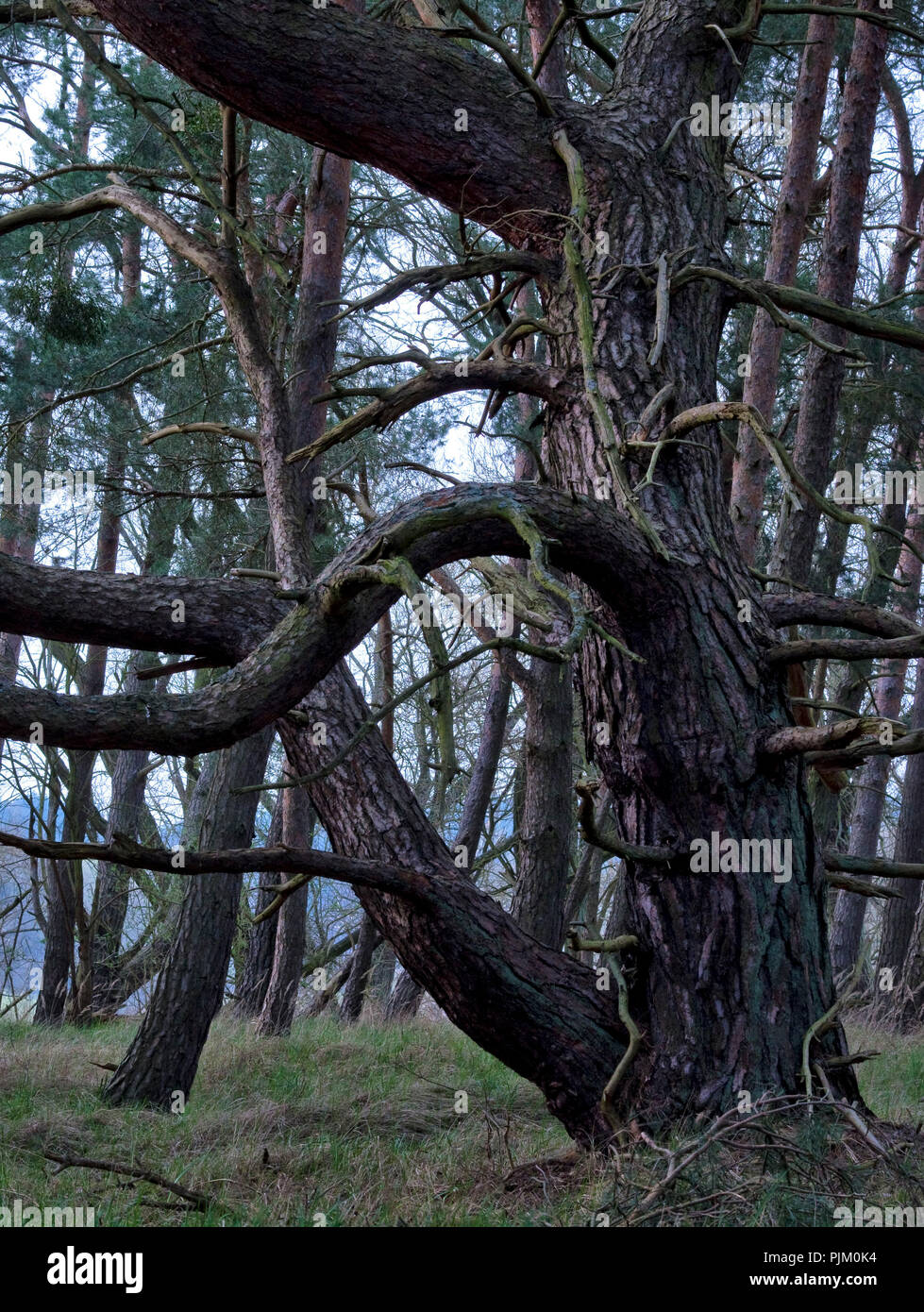 La Germania, il Land Brandeburgo, Uckermark, Criewen, inferiore Oder Valley National Park, vecchi pini nei boschi rivieraschi vicino Criewen Foto Stock