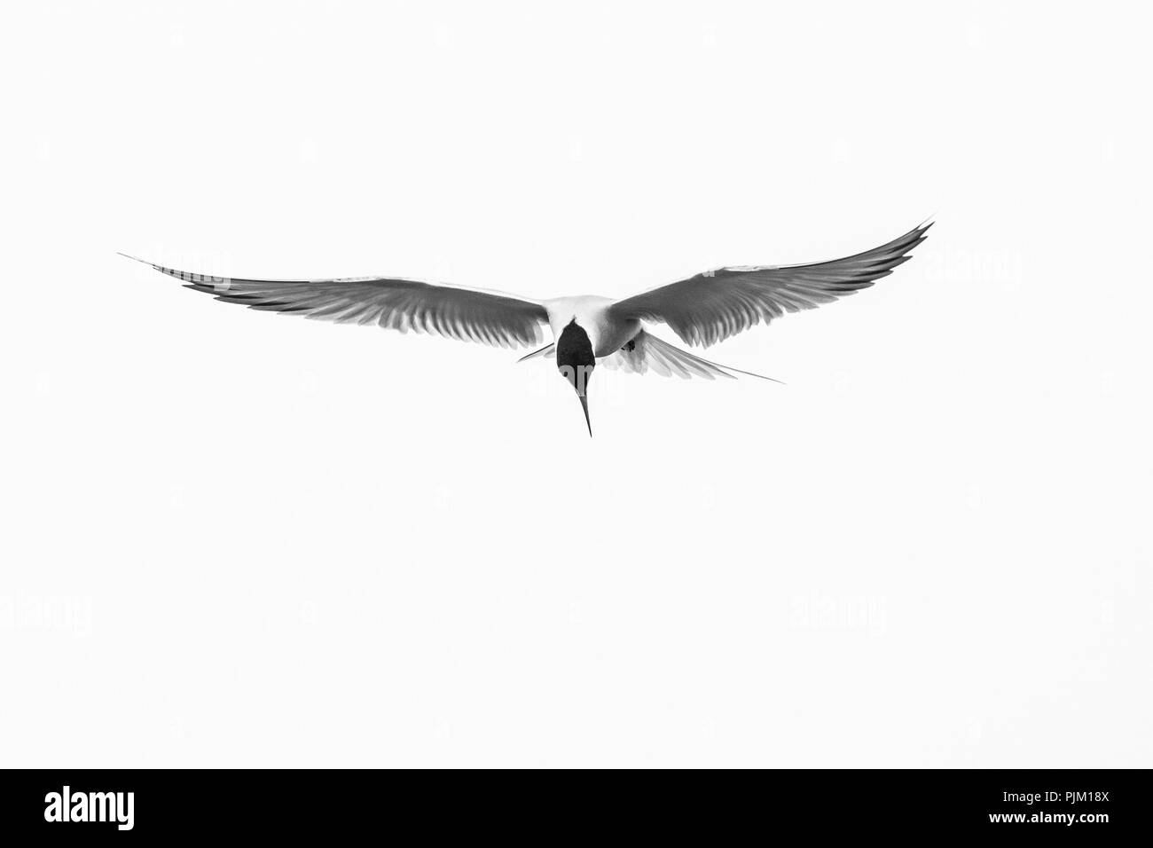 Comune, tern tern, Sterna hirundo, in volo Foto Stock