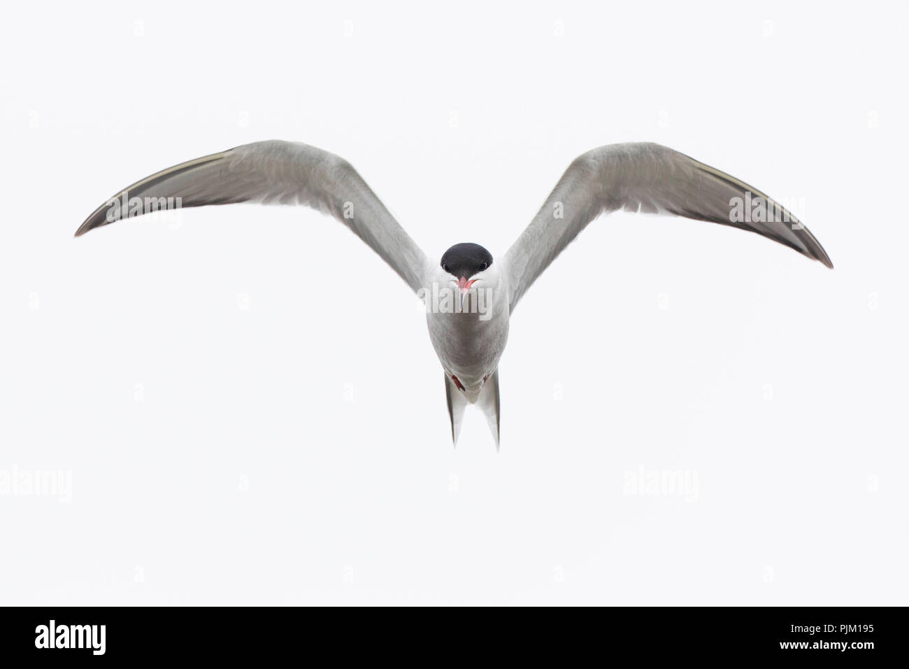 Comune, tern tern, Sterna hirundo, in volo Foto Stock