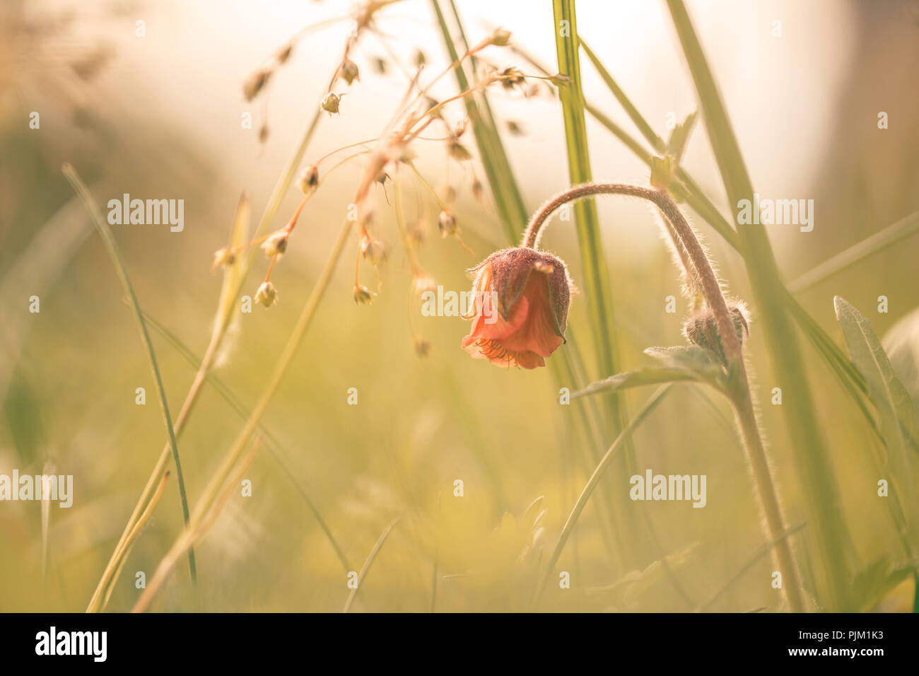 Cormorot (Geum rivale) fioritura su un prato di luce soffusa Foto Stock