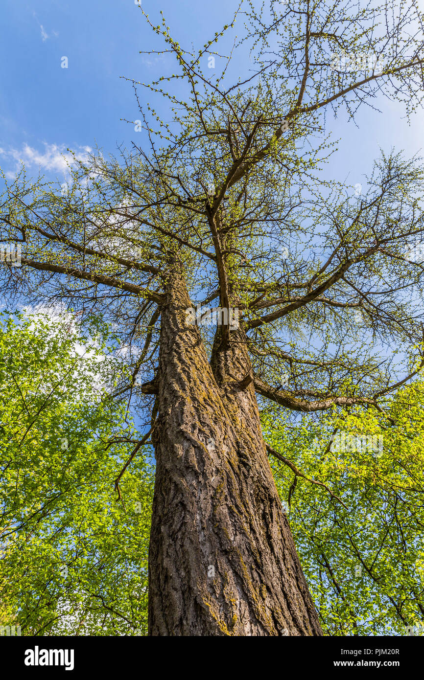 Raro Gingko Biloba Tree, Parco Cittadino Bistrita, Bistrita, Beszterce, Transilvania, Romania, Europa Foto Stock