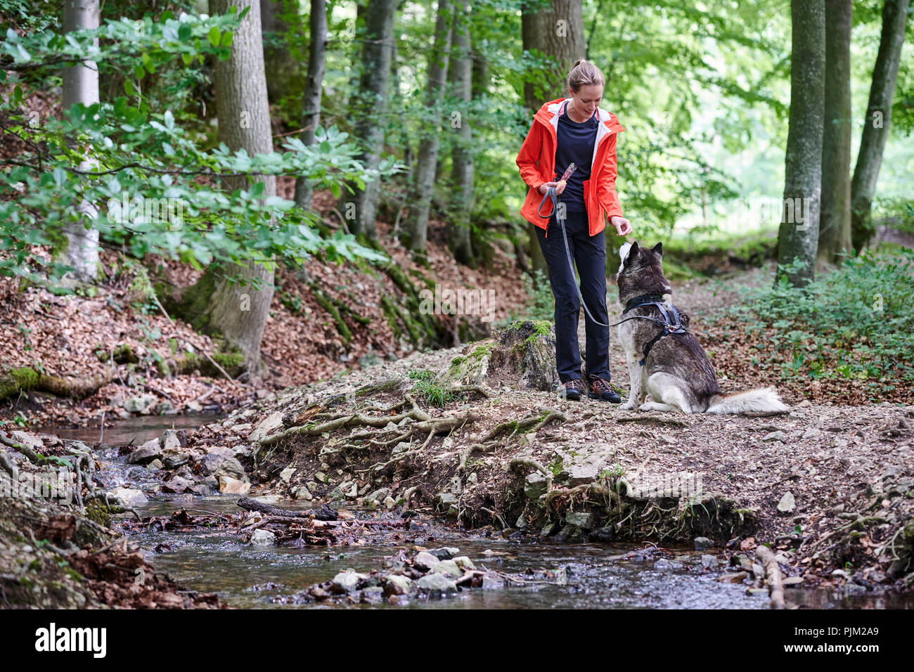 Donna con cane, la camminata nella foresta Foto Stock