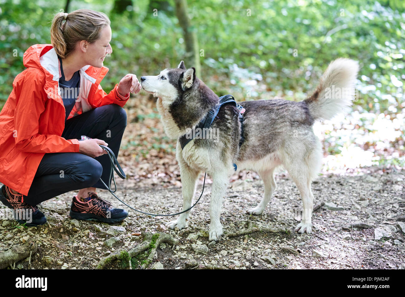 Donna con cane, la camminata nella foresta Foto Stock