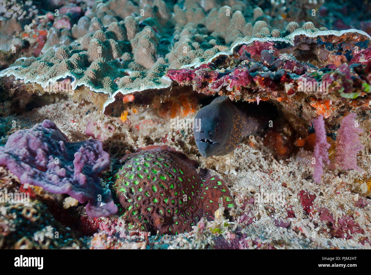 Giallo-refilato Moray, (Gymnothorax flavimarginatus), Nusa Lembongan, Bali, Indonesia Foto Stock