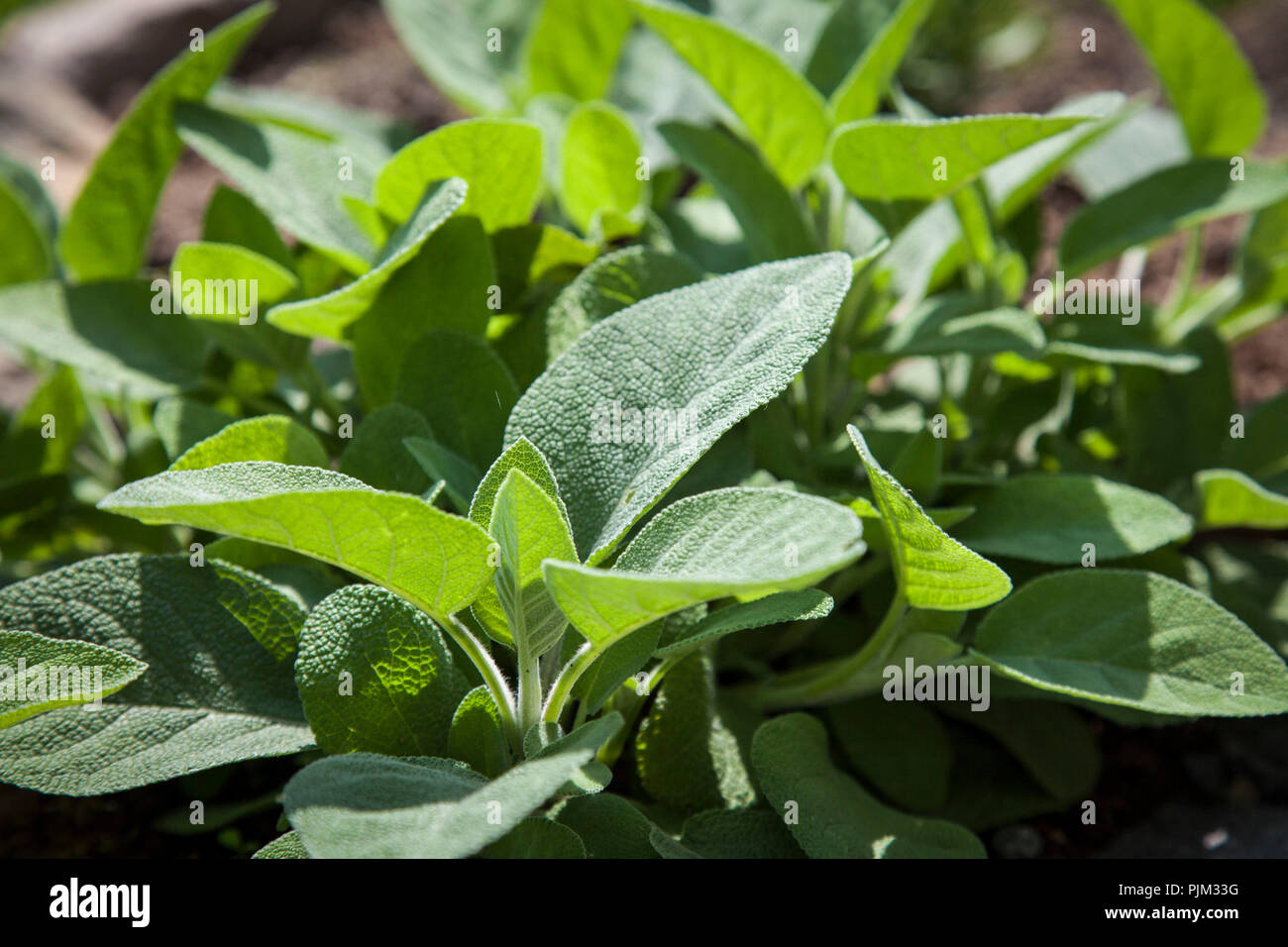 La salvia nel letto di erbe, close-up, Salvia officinalis Foto Stock