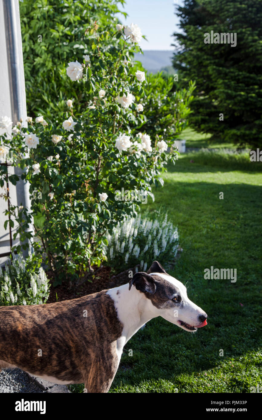 Mixed-razza cane nel giardino naturale con 'Ilse Maria Krohn superiore' rose rampicanti Foto Stock