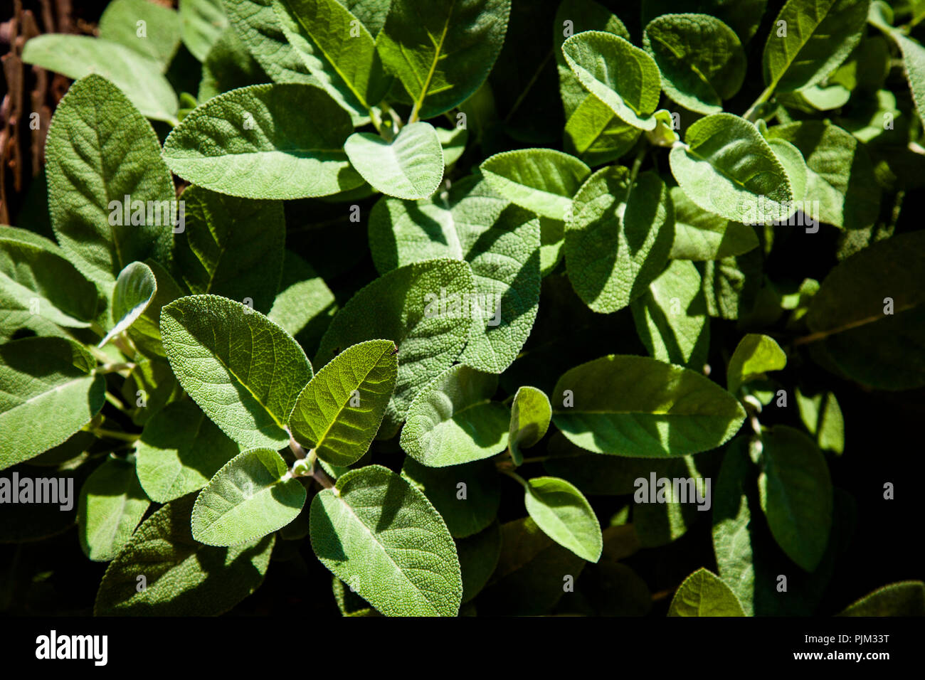 La salvia nel letto di erbe, close-up, Salvia officinalis Foto Stock