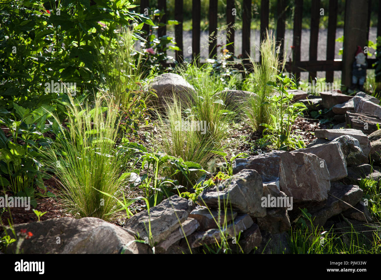 Letto di erbe in giardino con erba di piume, close-up Foto Stock