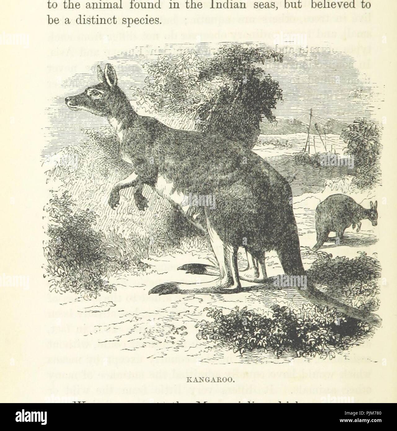 Immagine dalla pagina 90 di 'Stanford il compendio di Geografia e Viaggi . basata su Hellwald "die Erde und ihre Völker." (tradotto e con appendice etnologico) da A. H. Keane. (Africa. Modificare e extende0064. Foto Stock