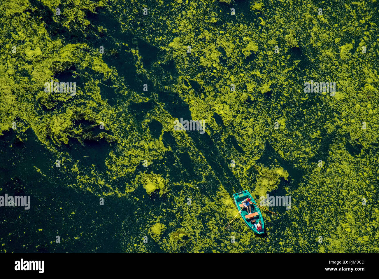 Bochum, una piccola barca a remi canottaggio attraverso l'acqua infestante sul Kemnade serbatoio, Elodes, acqua infestante nel bacino portuale Heveney al Kemnade serbatoio, Bochum, la zona della Ruhr, Nord Reno-Westfalia, Germania Foto Stock