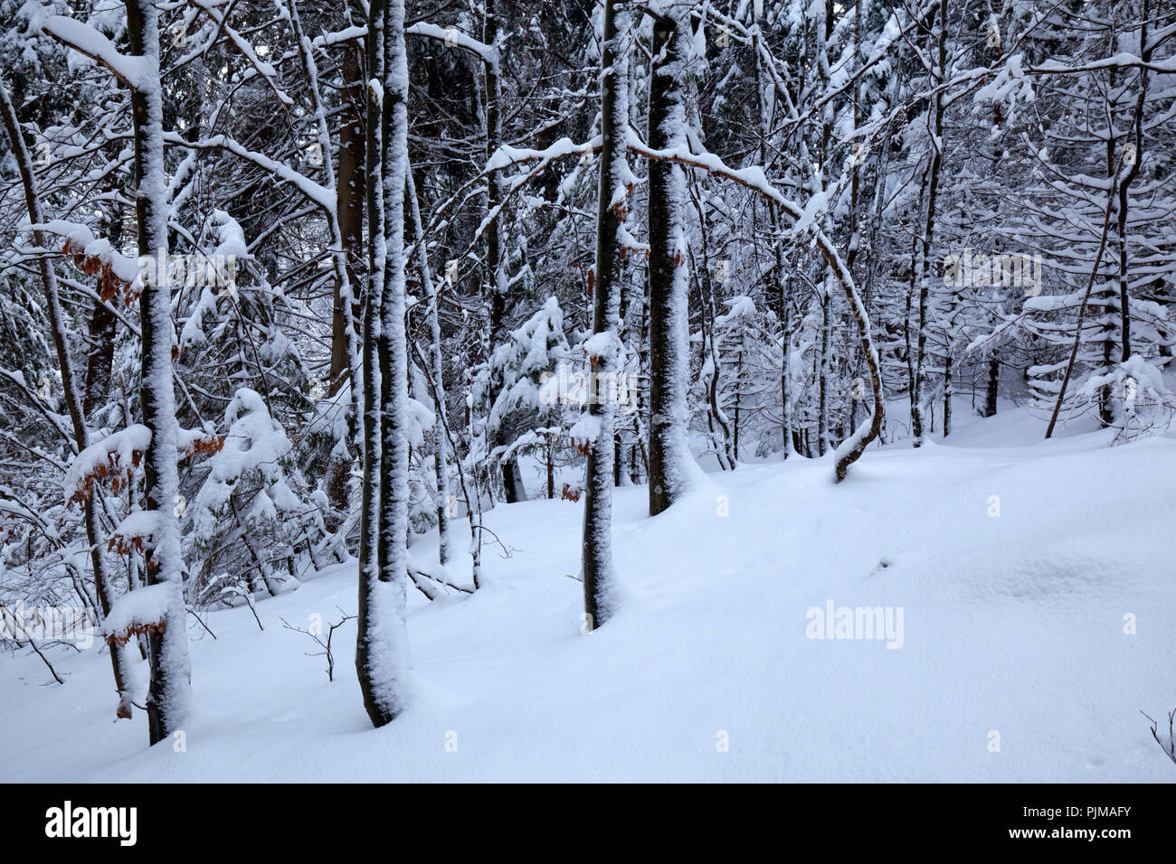 Sottile di tronchi di alberi nella foresta di inverno Foto Stock