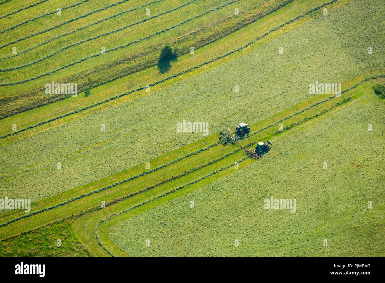 Il fieno raccolto in Meschede con due hay tedders, Meschede, Sauerland, Nord Reno-Westfalia, Germania Foto Stock