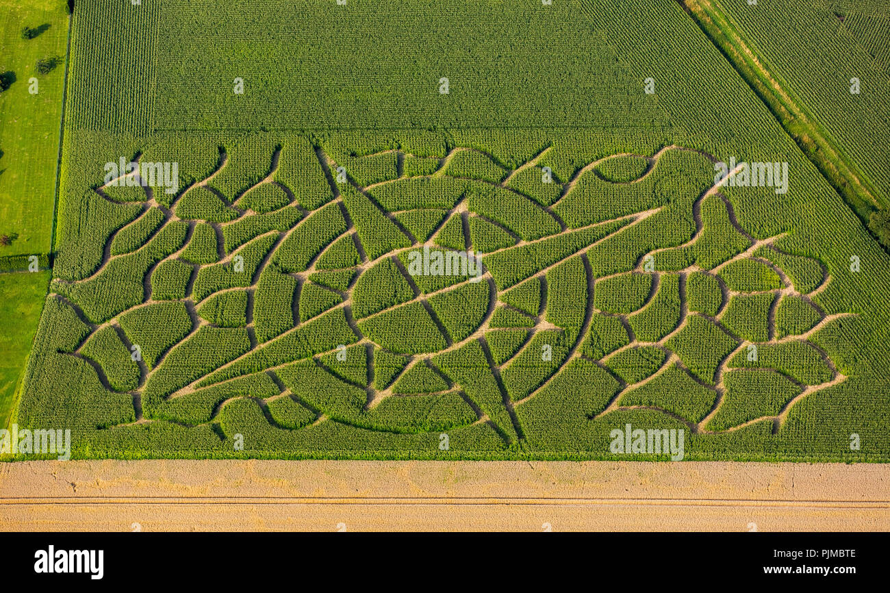 Labirinto di mais nella forma di una rosa dei venti, mais arte, labirinto vegetale farm Eickhoff a Soest, Soest, Soester Börde, Bad Sassendorf, Nord Reno-Westfalia, Germania Foto Stock