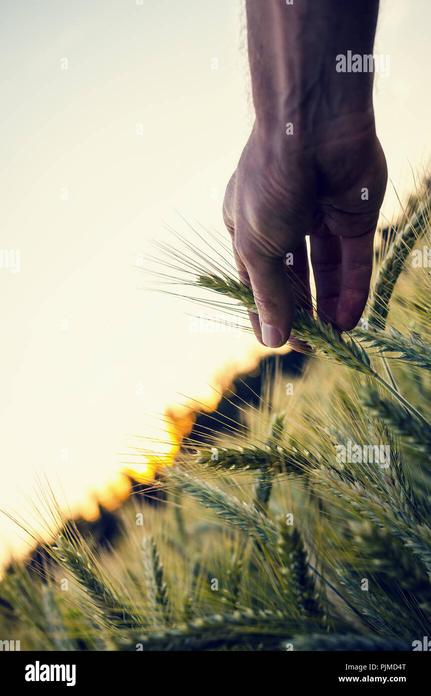 Immagine concettuale di sesso maschile con mano che tiene la maturazione orecchio di grano in un bellissimo campo di grano. Concetto moderno di problematico degli organismi geneticamente modificati Foto Stock