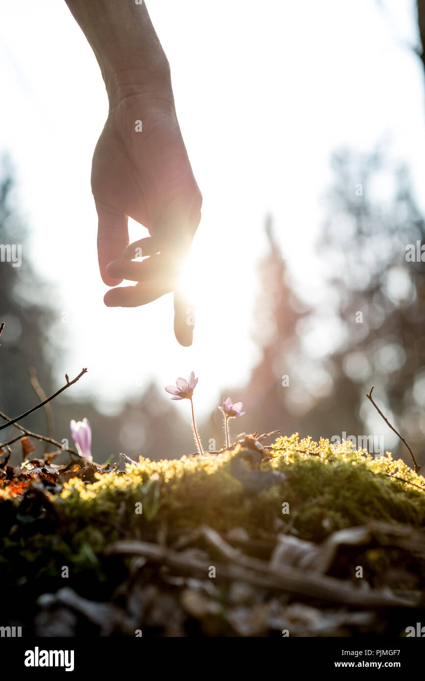 Immagine concettuale con una stretta di mano di un uomo al di sopra di una roccia di muschio con nuovi delicati fiori blu retro illuminato dal sole in un giardino di primavera. Foto Stock
