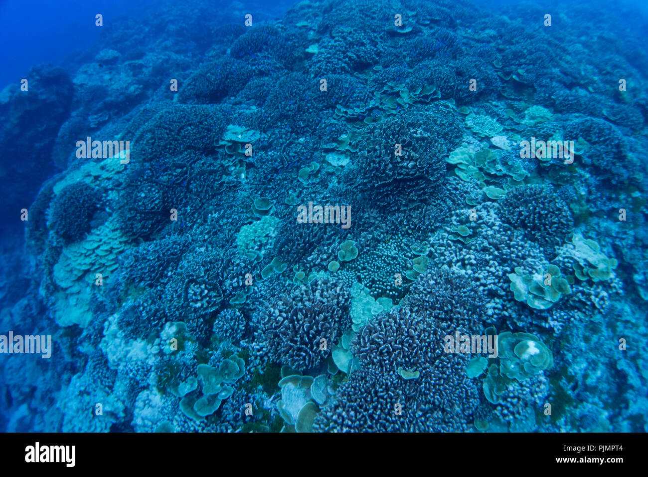Imbianchiti e coralli morti al Millennium atollo in linea sud isole di Kiribati. Foto Stock