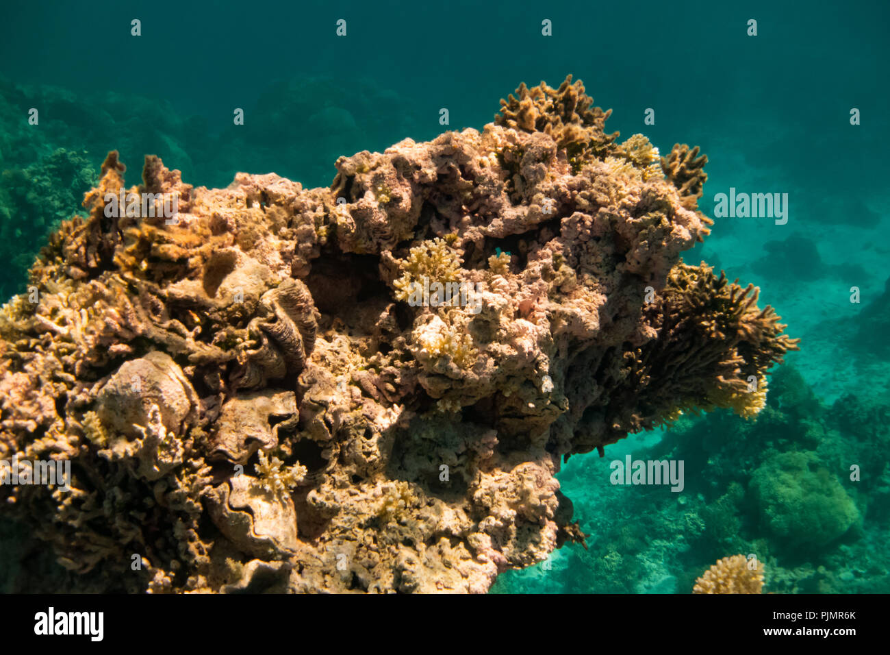 Lo snorkeling nella laguna interna al Millennium atoll, mostrando il corallo morto e Tridacna vongole dovuti ai cambiamenti climatici e dello sbiancamento dei coralli. Foto Stock