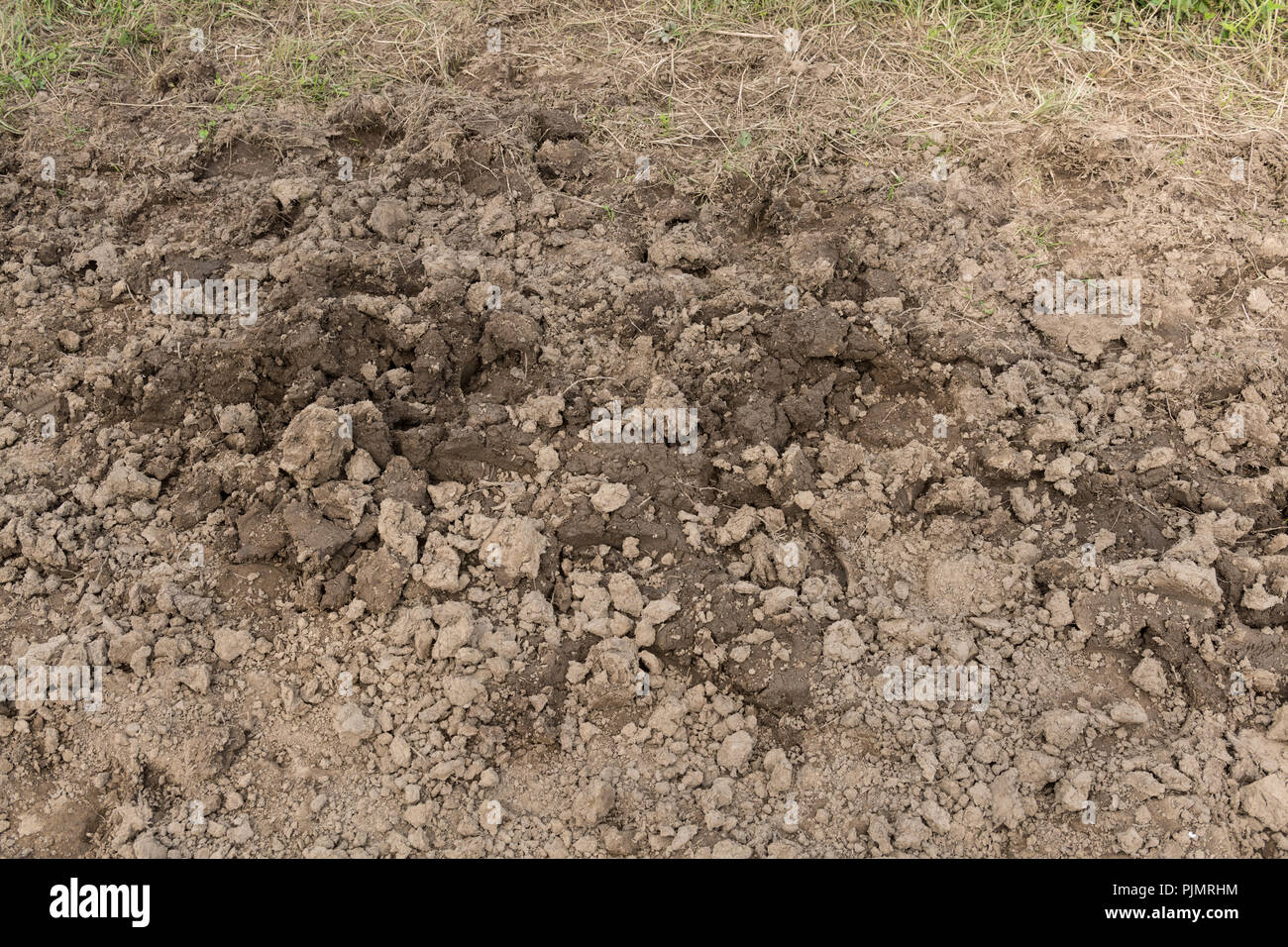 Sporcizia o suolo close-up, ambientale, texture pattern. Foto Stock