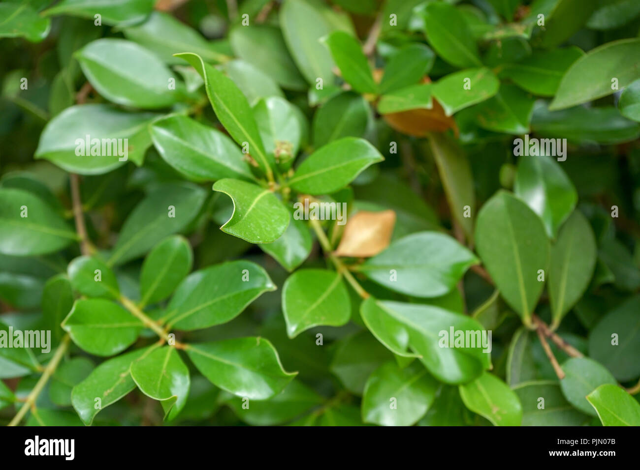 Evergreen verde biologico vegetale guave tree, psidium guineense Foto Stock