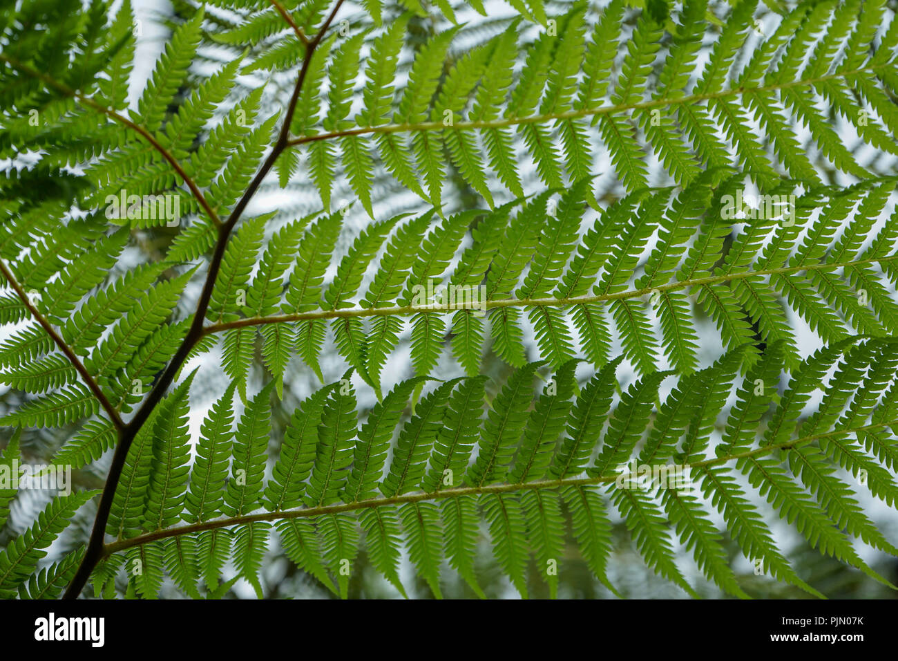 Lacy tree foglie di felce abstract full frame, design a basso angolo di visione Foto Stock