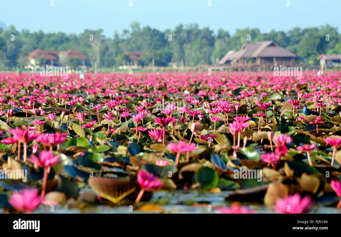 Thale Noi Waterfowl Park, Phatthalung, Thailandia Foto Stock
