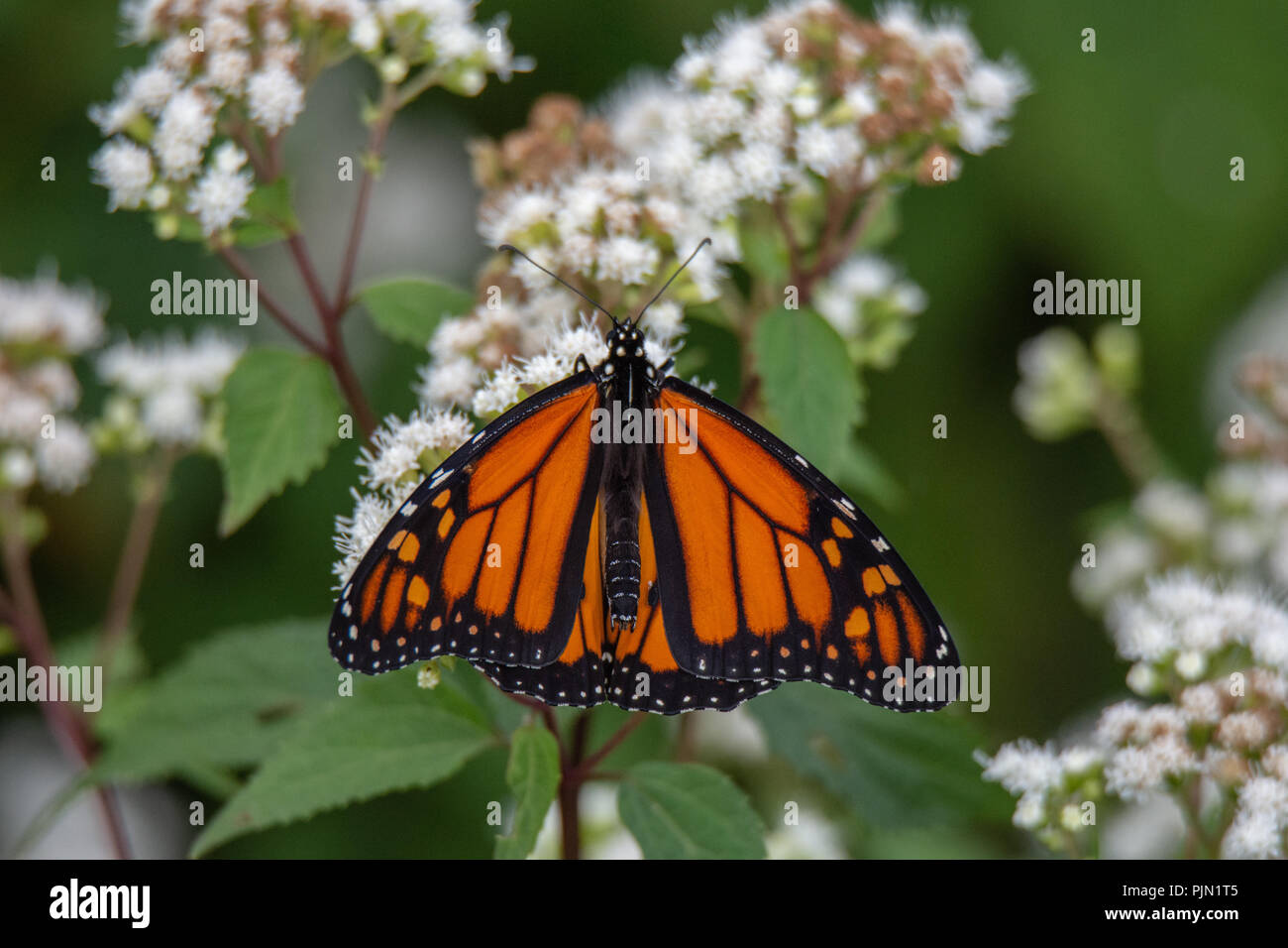 Farfalla monarca di bere il nettare da fiore Foto Stock