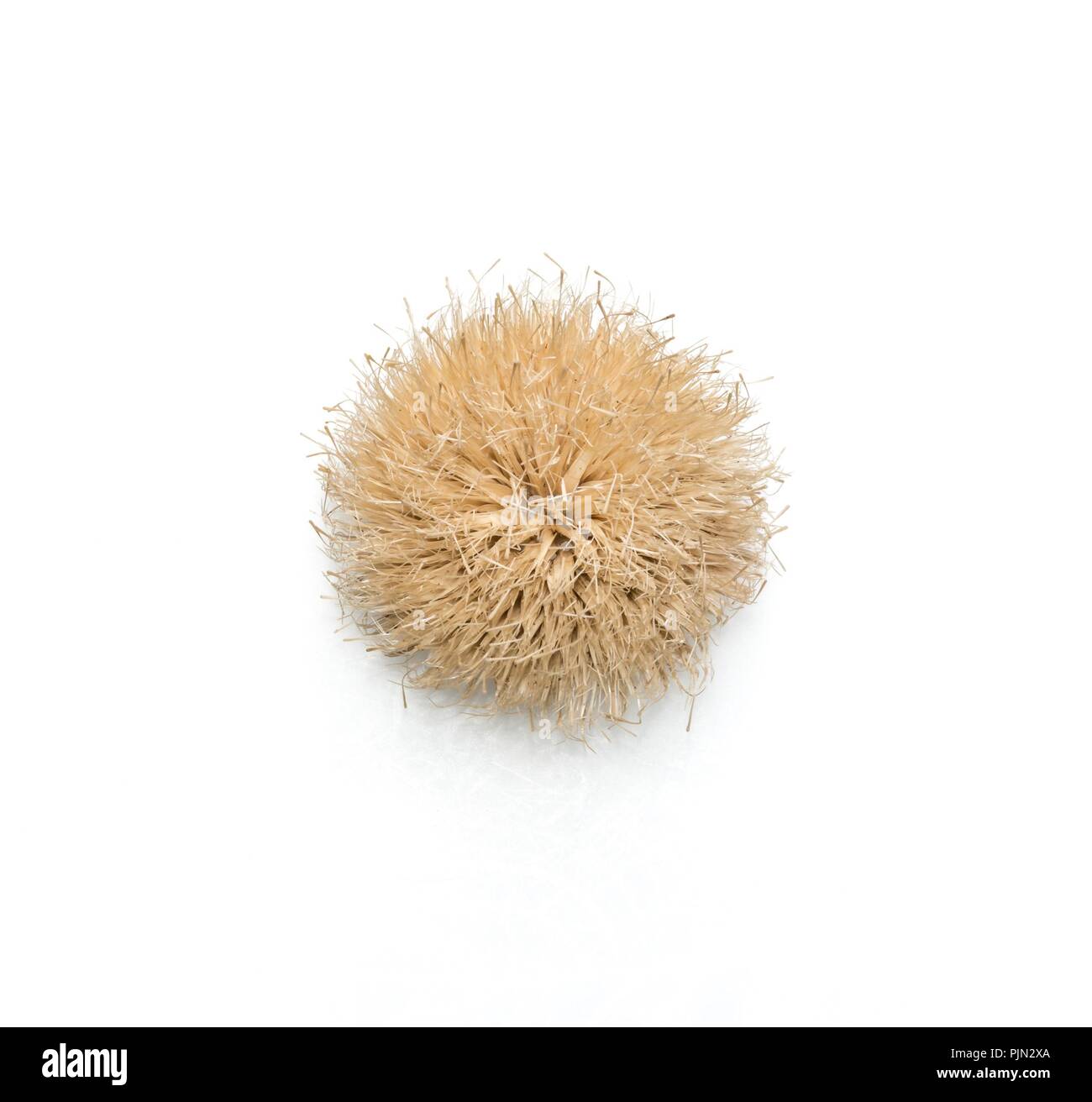 Close-up dell'interno di un argento thistle contro uno sfondo bianco Foto Stock