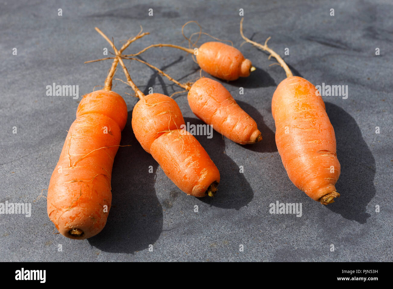 Wonky, misshaped carote fotografato all'aperto sull'ardesia Foto Stock