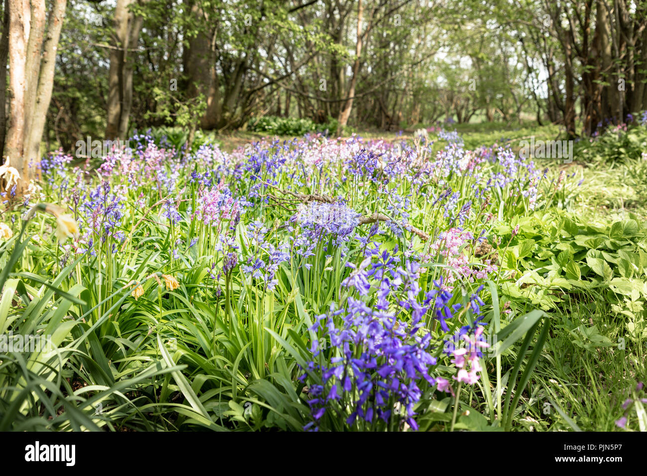 La molla Bluebell nel bosco ombreggiato. Foto Stock