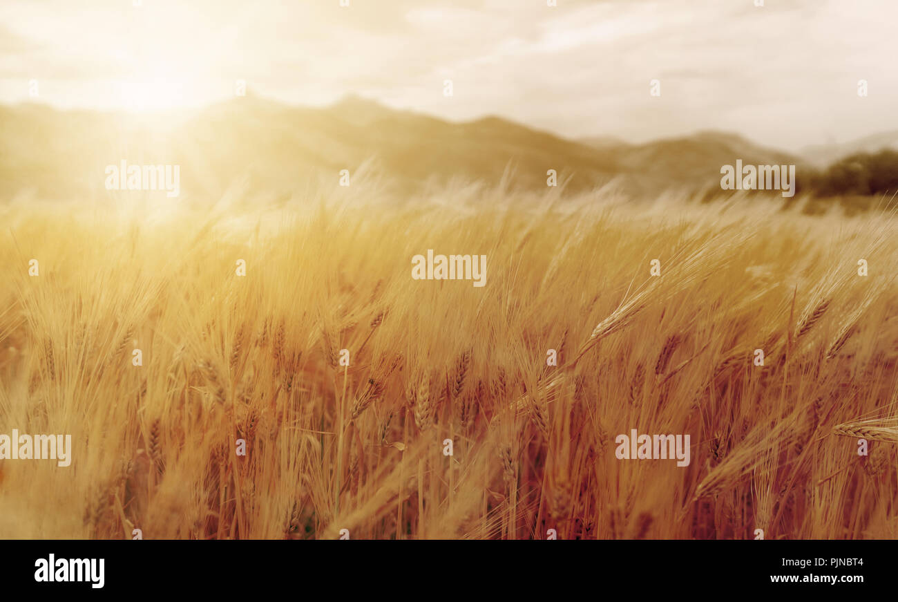 Spighe di grano nel campo del tramonto. Close-up maturi il raccolto di grano in campagna con la luce diretta del sole, tono vintage Foto Stock