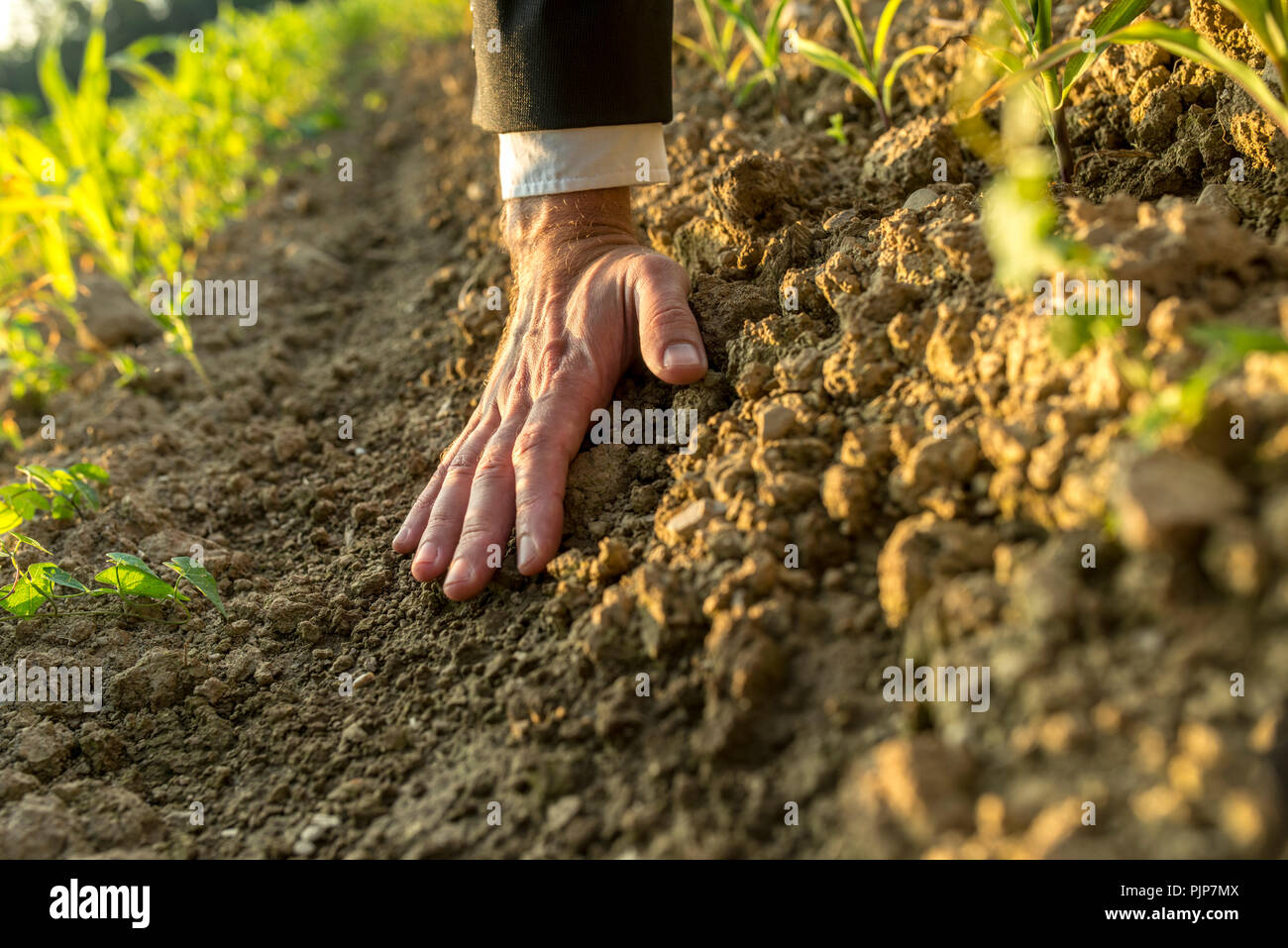 Senior mano d'uomo con tuta e maglietta raggiungendo il manicotto verso il basso touch di argilla la terra con la mano piatta, germogli verdi visibile in luce calda del sole. Foto Stock