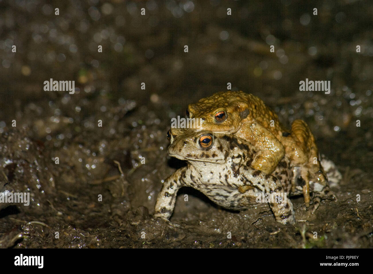 Pallido rospo femmina (Bufo bufo) in amplexus - REGNO UNITO - Wild Foto Stock