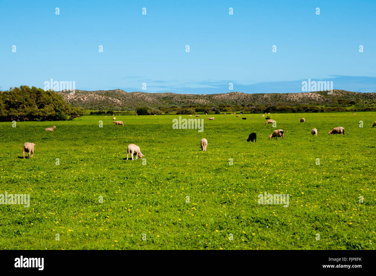 Pascolo di ovini - Mid West - Australia occidentale Foto Stock