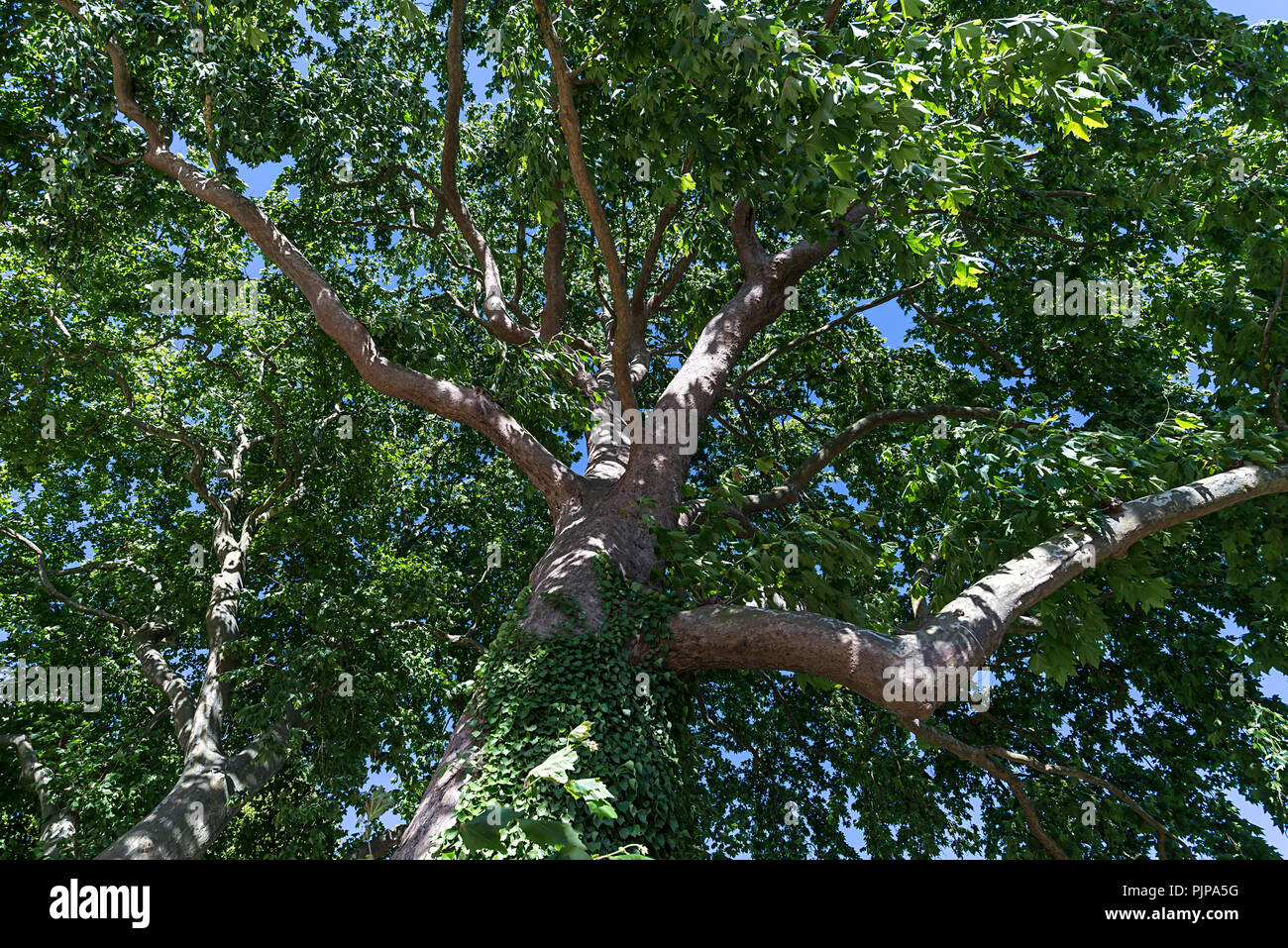 Maple-lasciava plane tree (Platanus × hispanica), Meclemburgo-Pomerania, Germania Foto Stock